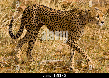 L'Afrique. Au Kenya. Cheetah à Samburu NP. Banque D'Images