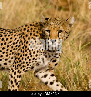 L'Afrique. Au Kenya. Cheetah à Samburu NP. Banque D'Images