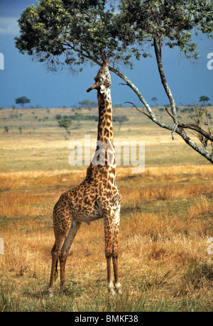 Afrique, Kenya, Amboseli NP. Une politique commune, ou Masai giraffe, parcourt sur les feuilles des arbres dans le Parc national Amboseli au Kenya. Banque D'Images