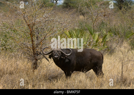 Buffle, le Parc National de Meru, au Kenya Banque D'Images