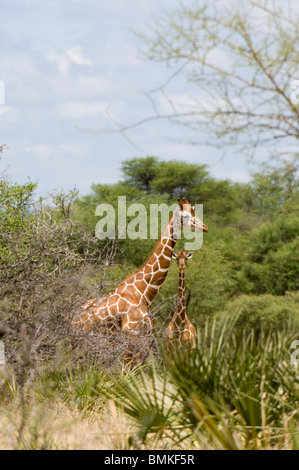 L'Afrique, le Kenya, le Parc National de Meru, giraffe réticulée dans les hautes prairies Banque D'Images