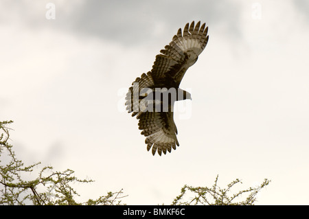 Longtemps harpie huppée, le Parc National de Meru, KenyaAfrica, au Kenya, le Parc National de Meru, Long-Crested voler autour de l'Aigle Banque D'Images