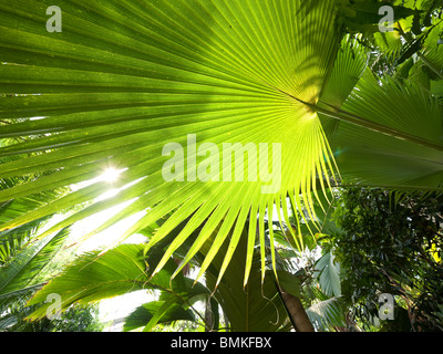 L'intérieur de la forêt tropicale Banque D'Images