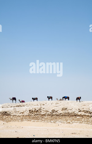 Des chevaux et des chameaux dans une ligne sur l'horizon à saqqara, Egypte Banque D'Images