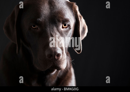 Belle clé faible prise d'un labrador chocolat dans le studio Banque D'Images