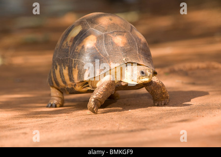 Tortue rayonnée Astrochelys radiata, décoré, avec un sable marcher le long de la coquille à Madagascar. Banque D'Images