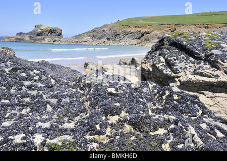 La moule commune (Mytilus edulis) attaché aux rochers, North Cornwall, UK, Mai Banque D'Images