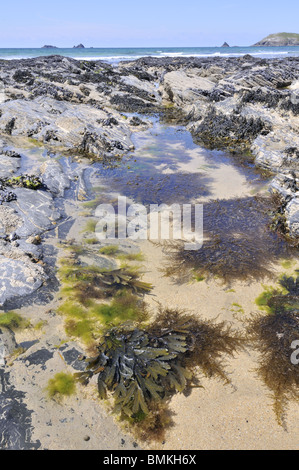 Rockpool avec des algues à marée basse, Cornwall UK, Mai Banque D'Images