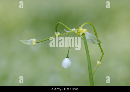 Peu de fleur, ail (Allium paradoxum), montrant les bulbilles semence formant, Norfolk, UK, avril Banque D'Images