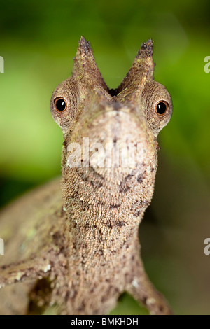 Stump-tailed Leaf Chameleon dans la litière de feuilles de la forêt tropicale. Le Parc National de Masoala, à Madagascar. Banque D'Images