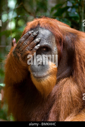 Les jeunes orang-outan, parc national de Gunung Leuser, Sumatra, Indonésie. Banque D'Images
