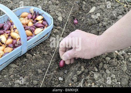 La plantation d'oignons, des jardiniers, de la main de l'ampoule de plantation dans le sol, UK, Mars Banque D'Images