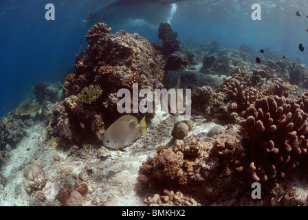Bat le poisson et reef scène, Sipadan, Sabah, Malaisie, Bornéo, l'Asie du sud-est Banque D'Images