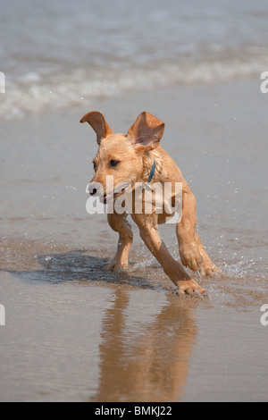 Labrador jaune Puppy playing on Beach Banque D'Images