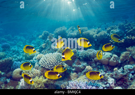 La mer Rouge, d'une médiocre racoon sur barrière de corail en très grand nombre. Mer Rouge, Egypte. Banque D'Images