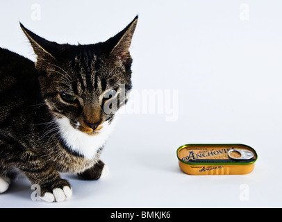 Chat assis à côté d'une boîte de filets d'anchois Banque D'Images