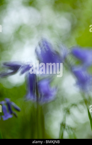 Close up of a Bluebell Banque D'Images