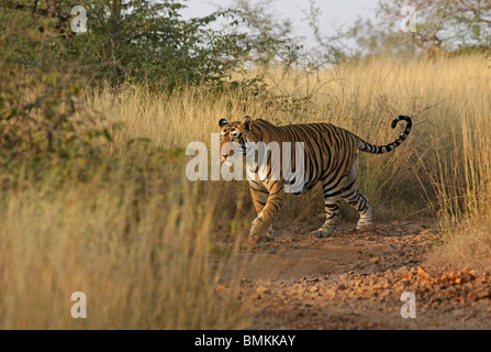 Tigre mâle marchant à travers les herbes hautes dans le Parc National de Ranthambhore, Inde Banque D'Images