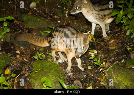 Madagascar, Fianarantsoa, Ronomafana NP. Striped des civettes (Fossa fossana) Banque D'Images