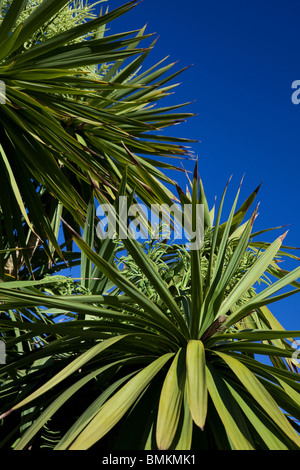 Grand Cordyline australis ou communément connu sous le nom de l'arbre de chou Banque D'Images