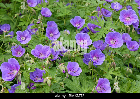 Géranium vivace 'Johnson's Blue' fleurs de printemps Banque D'Images