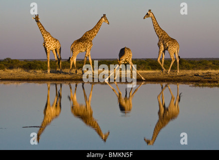 Girafe à trou d'eau, ce qui se reflète dans l'eau, d'Etosha, Namibie Banque D'Images