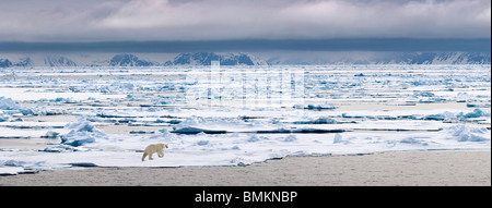 La marche de l'ours polaire sur la banquise, Woodfjorden, nord de Monte Carlo, la Norvège. Banque D'Images