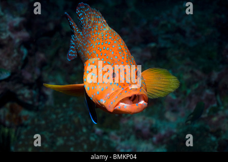 Coral hind avec un nettoyant de Bluestreak, la mer d'Andaman, en Thaïlande. Banque D'Images