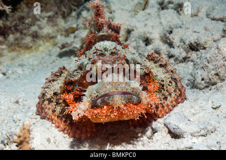 Tassled scorpionfish sur fond de sable. L'Egypte, Mer Rouge. Banque D'Images