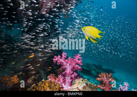 Demoiselle d'or avec Bluestreak cleaner wrasse et une école de balayeuses en arrière-plan. La mer d'Andaman, en Thaïlande. Banque D'Images