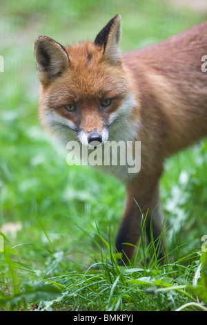 Le renard - Vulpes vulpes Banque D'Images