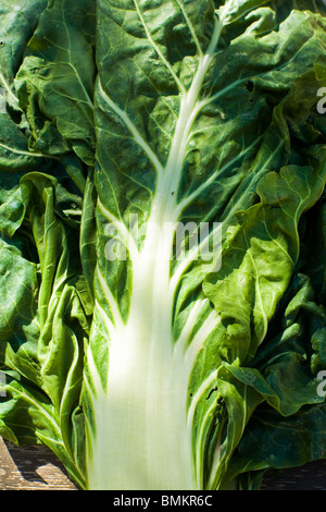 Bettes biologiques (Beta vulgaris) cultivés dans la Provence, Sud de la France. Banque D'Images