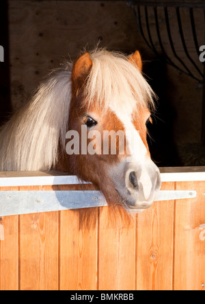 Un portrait d'un poney Shetland à plus d'une porte de l'écurie Banque D'Images