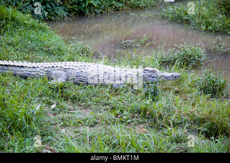 Madagascar, Toamasina. Le crocodile du Nil (Crocodylus niloticus) - Périnet Banque D'Images