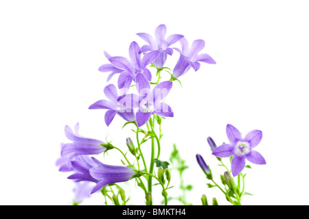 Campanula fleurs isolé sur fond blanc. coup horizontal Banque D'Images