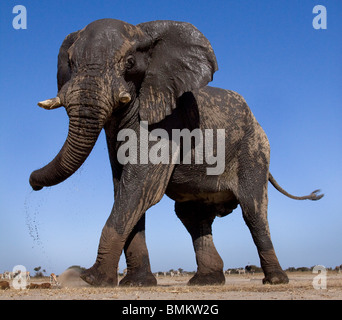 L'angle faible, de l'éléphant d'Etosha, Namibie Banque D'Images