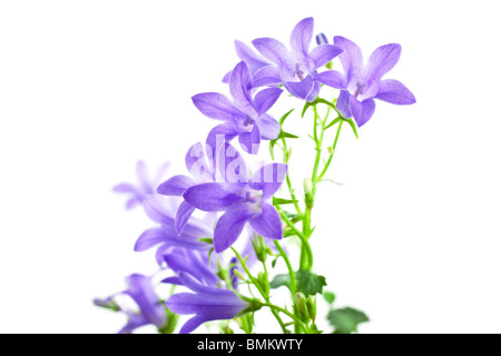 Campanula fleurs isolé sur fond blanc. coup horizontal Banque D'Images