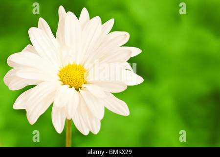 Daisy blanc et jaune sur un fond d'aquarelle handpained Banque D'Images