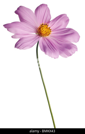 Cosmos rose isolé sur fond blanc avec queue Banque D'Images