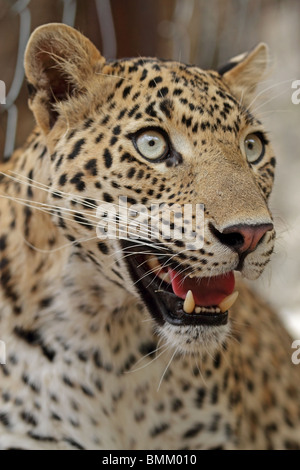 Leopard portrait. Photo prise dans le parc national de Ranthambhore, Inde Banque D'Images