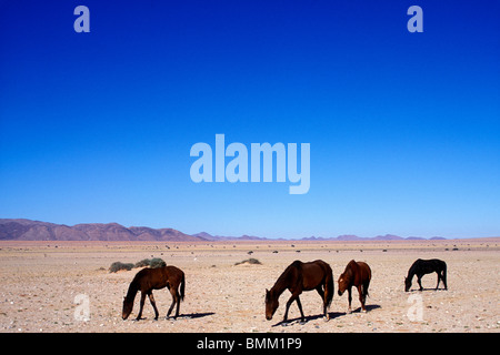 L'Afrique, la Namibie, le Parc National Namib Naukluft, troupeau de chevaux sauvages (Equus caballus) dans le désert de Namib près de ville d'Aus Banque D'Images