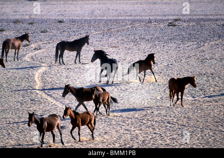 L'Afrique, la Namibie, le Parc National Namib Naukluft, troupeau de chevaux sauvages (Equus caballus) dans le désert de Namib près de ville d'Aus Banque D'Images