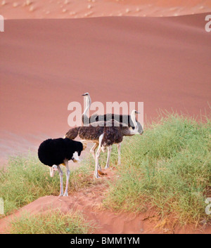 Autruches dans les dunes à Sossusvlei, Namib-Nauklift NP, la Namibie. Banque D'Images