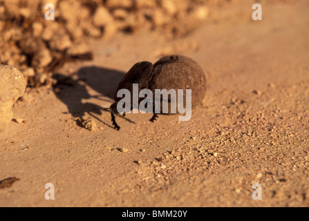 L'Afrique, la Namibie, Etosha National Park. Bousier de bouse d'éléphant Banque D'Images