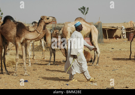 Les hommes Touareg traditionnelle dans leurs longues robes et coiffes en prenant soin de leurs chameaux, au sud est du Niger Zinder Banque D'Images