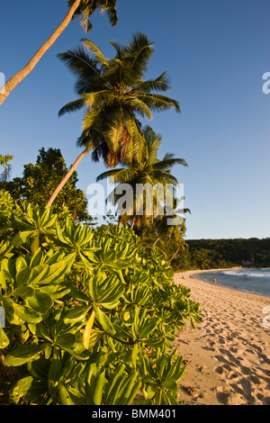 L'île de Mahé, Seychelles, Anse Takamaka beach, palm Banque D'Images