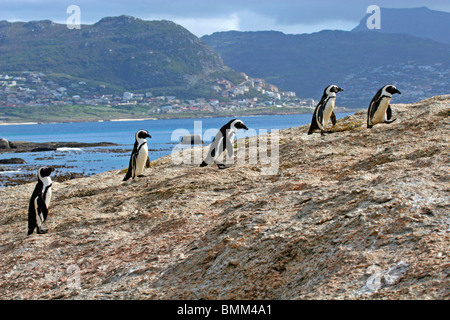 L'Afrique, Afrique du Sud, Simons Town, Boulders Beach. Colonie de pingouins africains à Boulders Beach près de Simons Town sur False Bay. Banque D'Images