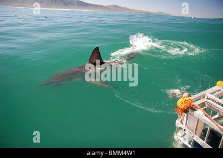 Hermanus, Afrique du Sud. Certains de la légendaire Grand Requin Blanc plongée sous-marine au large de la côte de Cape (Mossel Bay). Banque D'Images