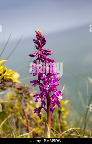Royaume-uni, Angleterre, Devon, Berry Head, Orchis mascula Early Purple Orchid growing on clifftop Banque D'Images