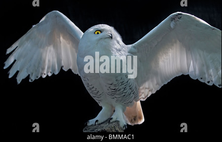 Mâle juvénile Le Harfang des neiges (Bubo scandiacus), Royaume-Uni Banque D'Images